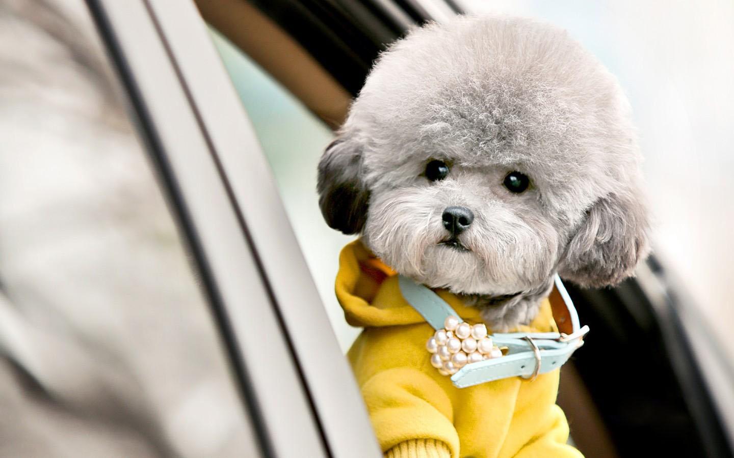 Poodle Wallpapers