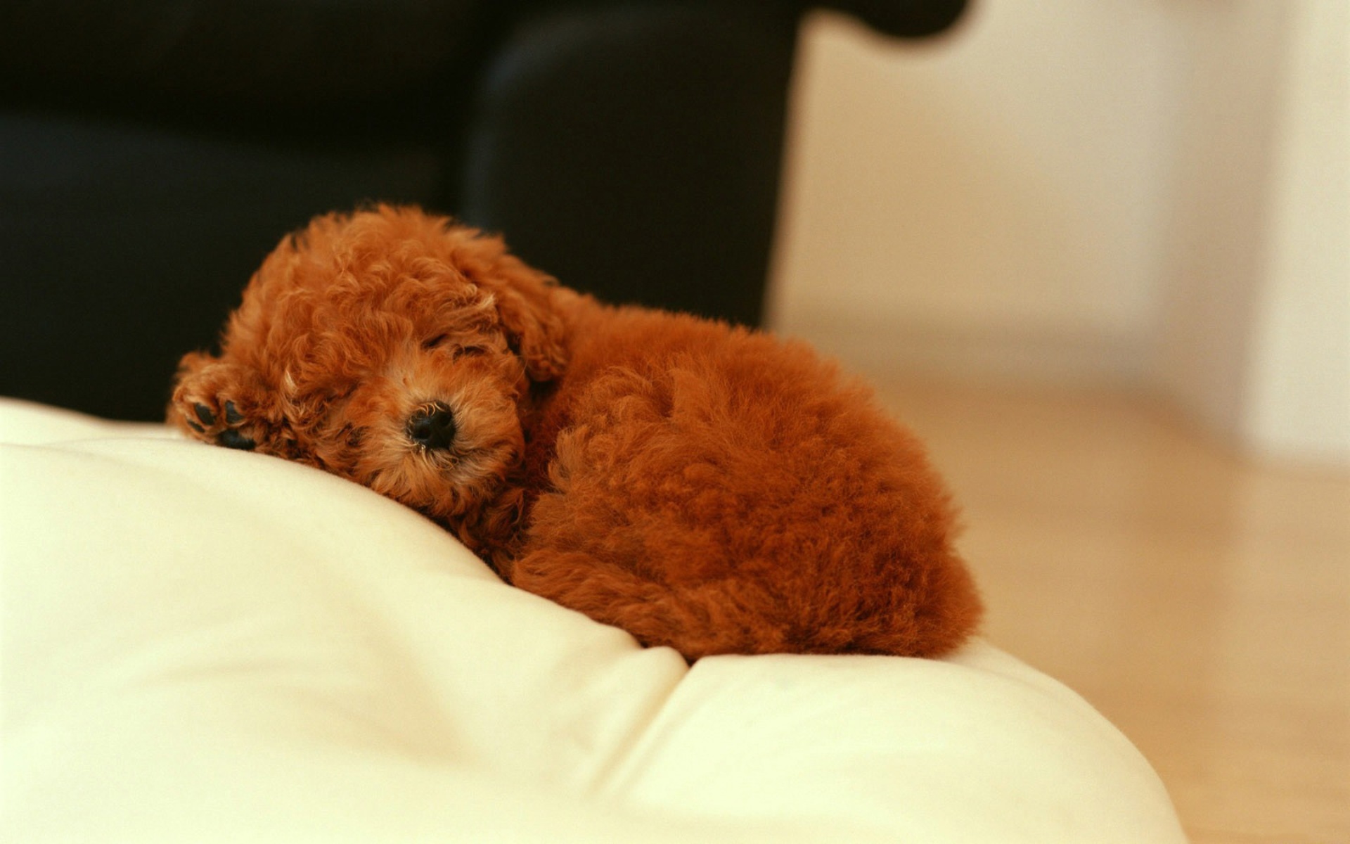 Poodle Wallpapers