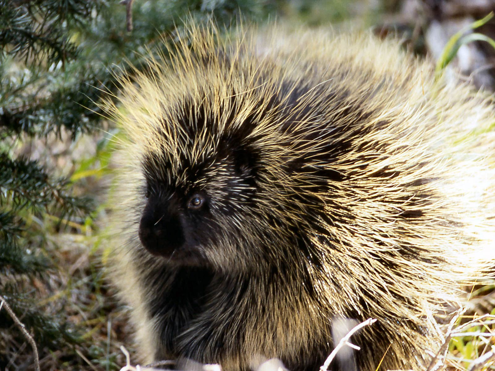 Porcupine Wallpapers