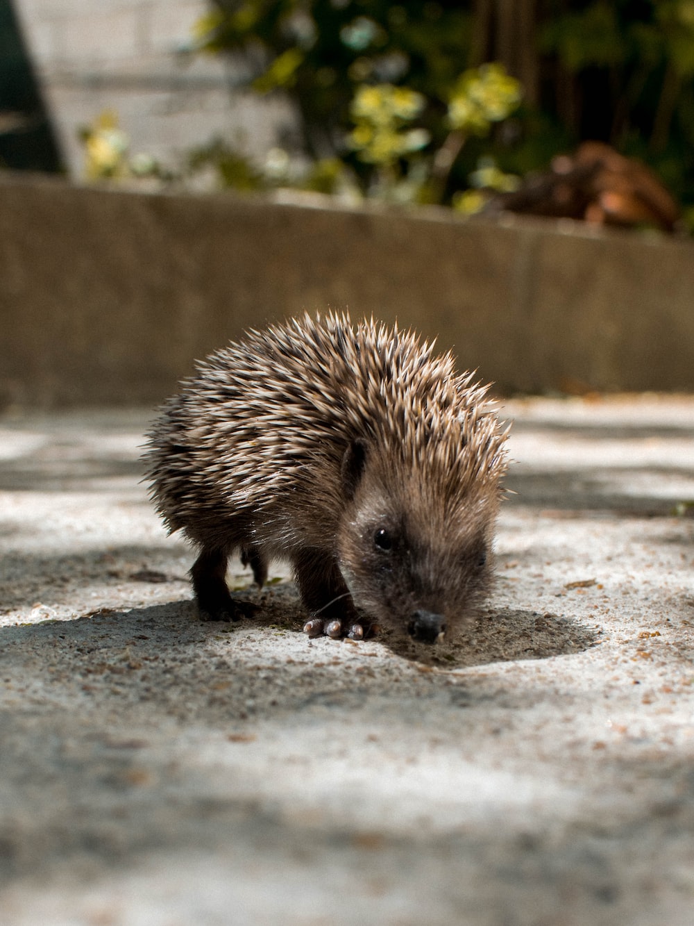 Porcupine Wallpapers