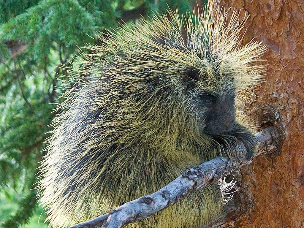 Porcupine Wallpapers