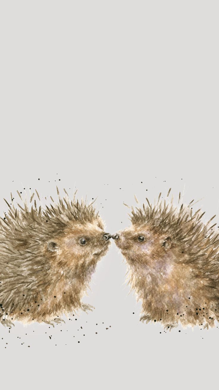 Porcupine Wallpapers