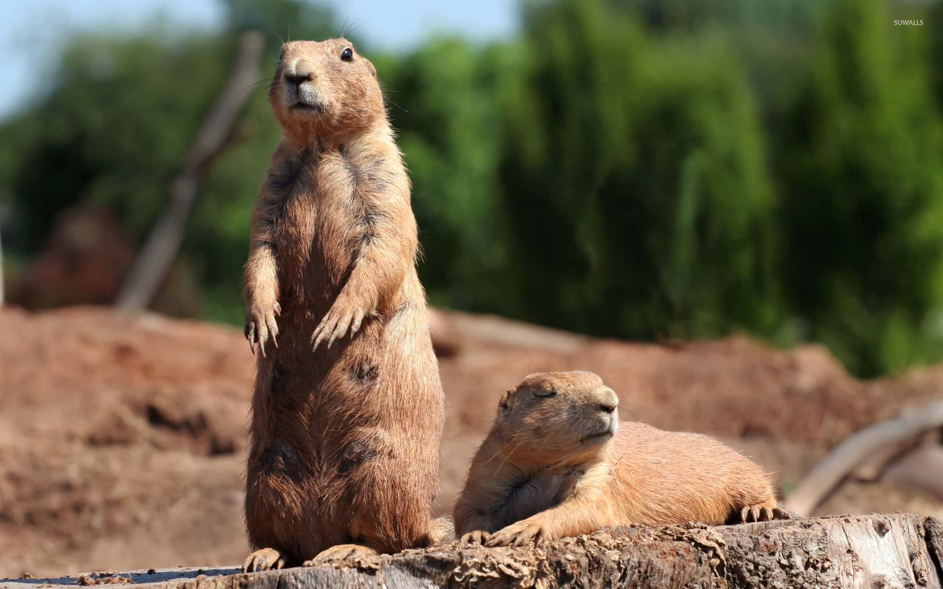 Prairie Dog Wallpapers