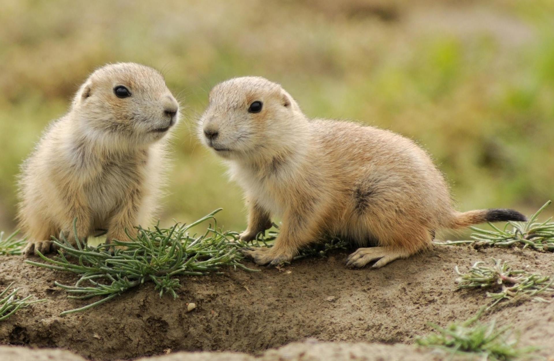 Prairie Dog Wallpapers