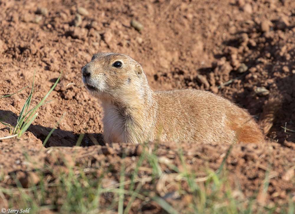 Prairie Dog Wallpapers