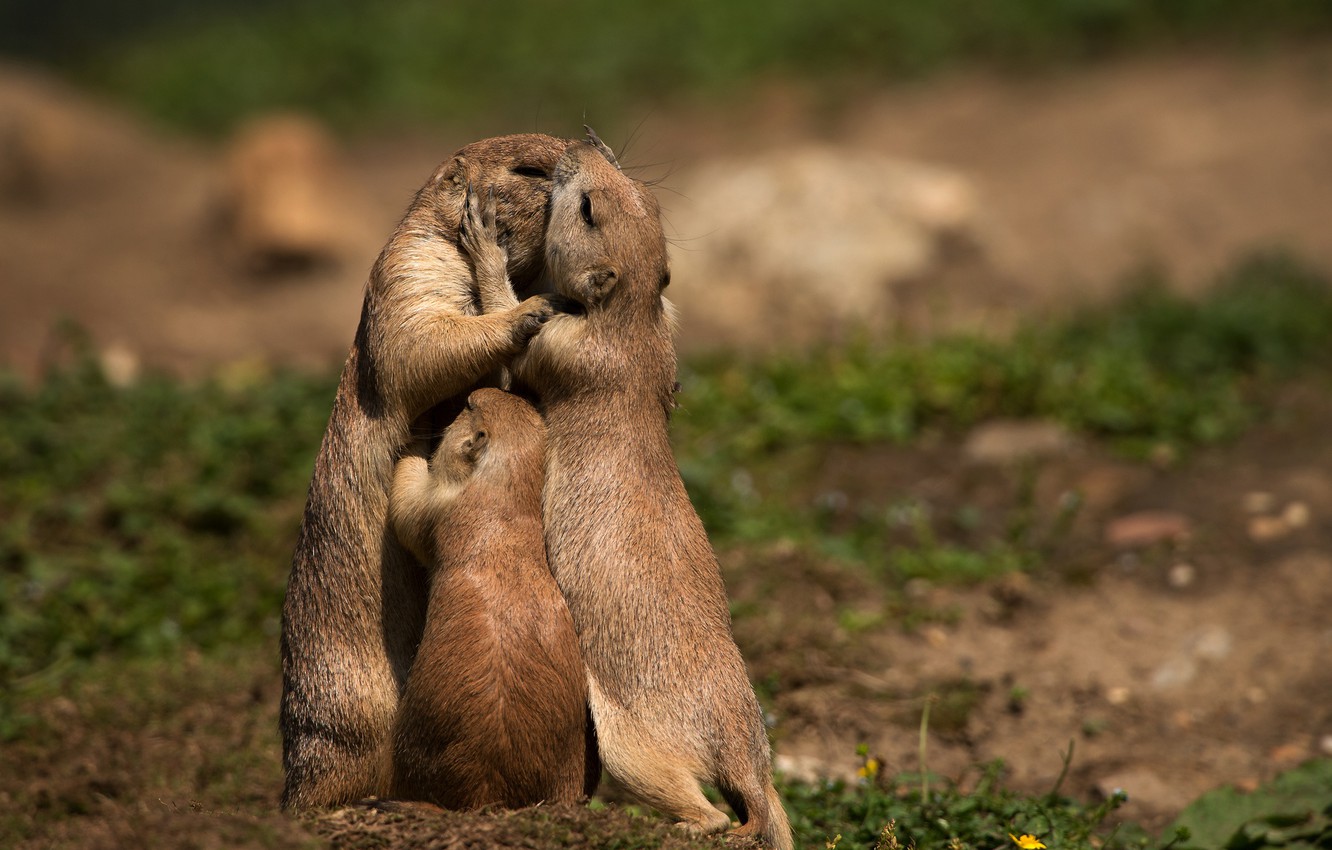 Prairie Dog Wallpapers