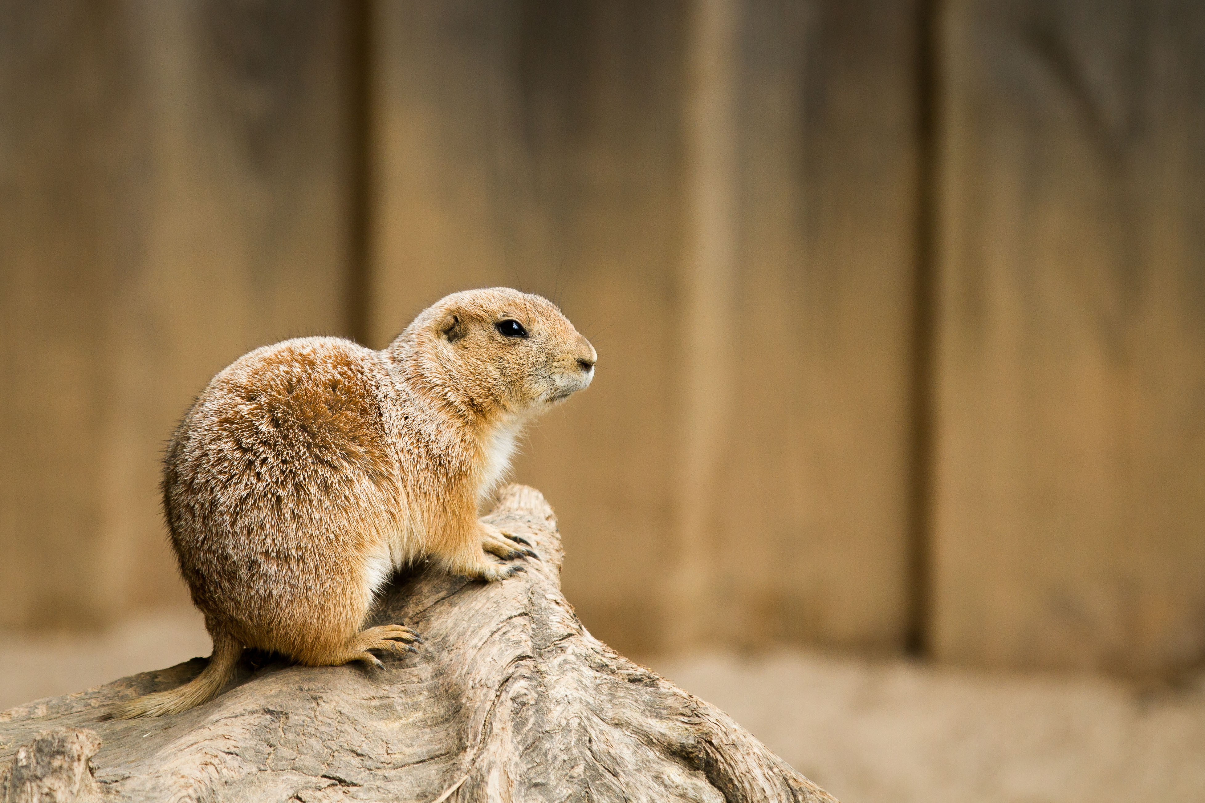 Prairie Dog Wallpapers