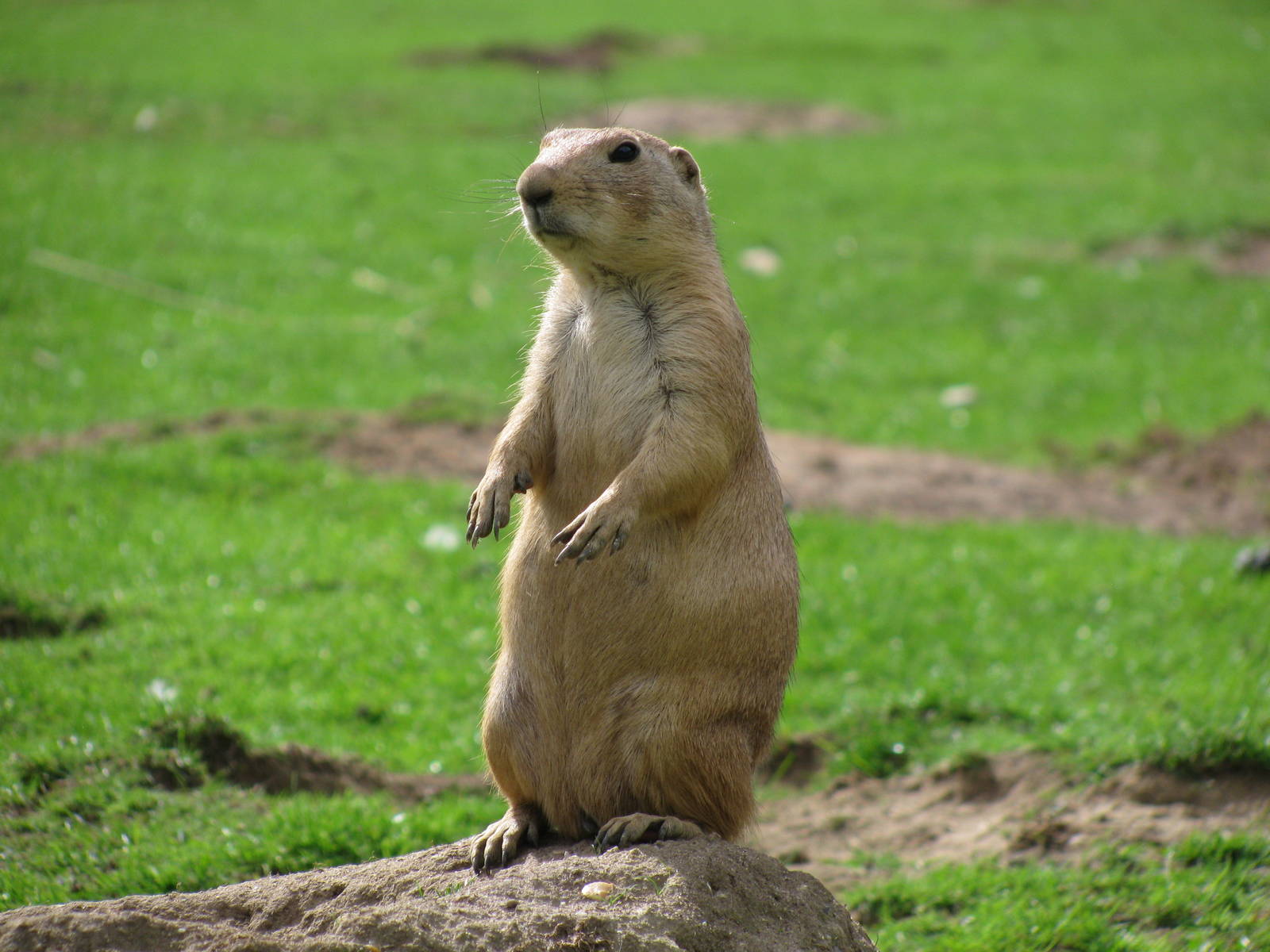 Prairie Dog Wallpapers