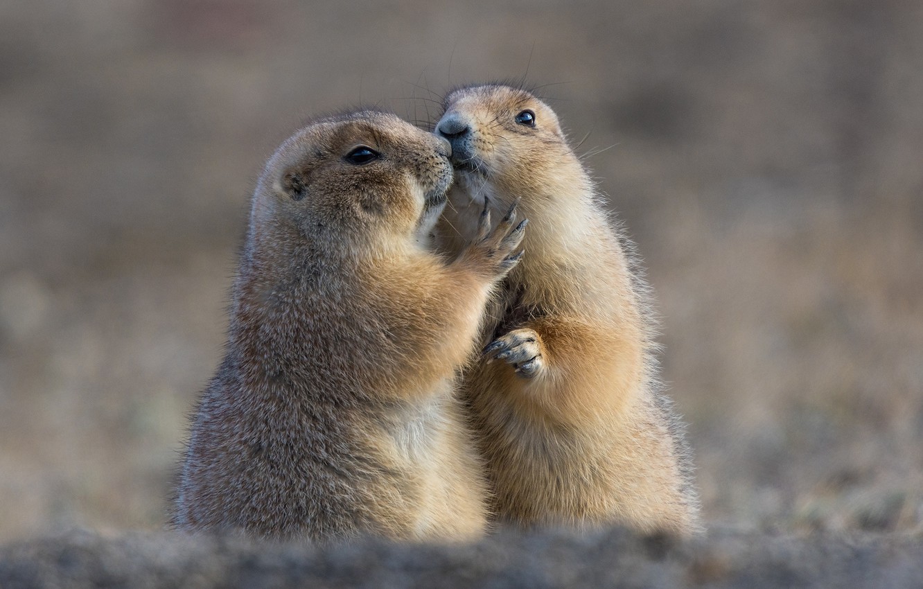 Prairie Dog Wallpapers