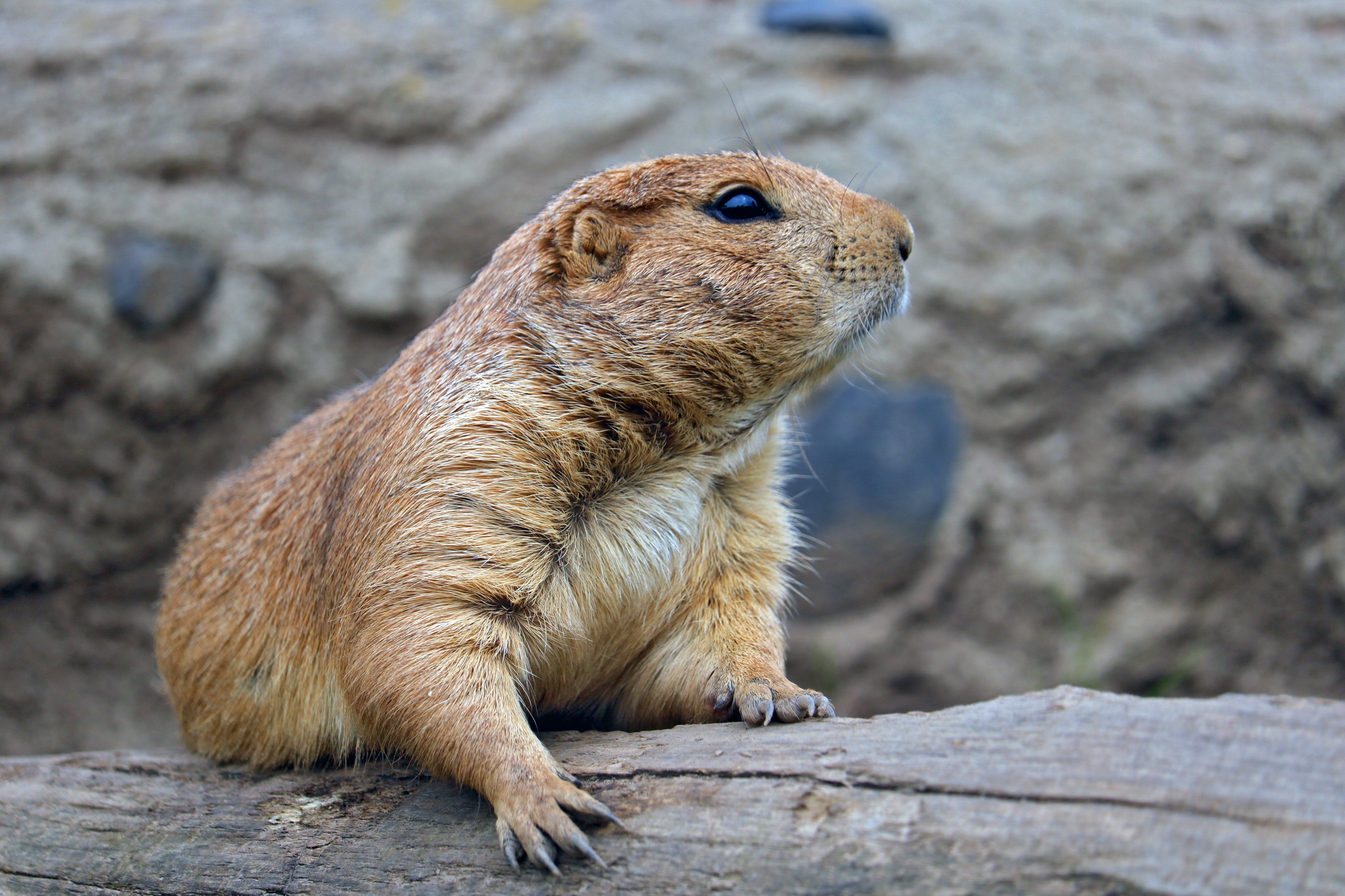 Prairie Dog Wallpapers