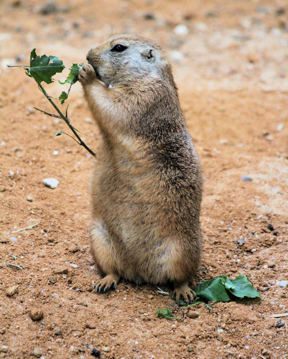 Prairie Dog Wallpapers