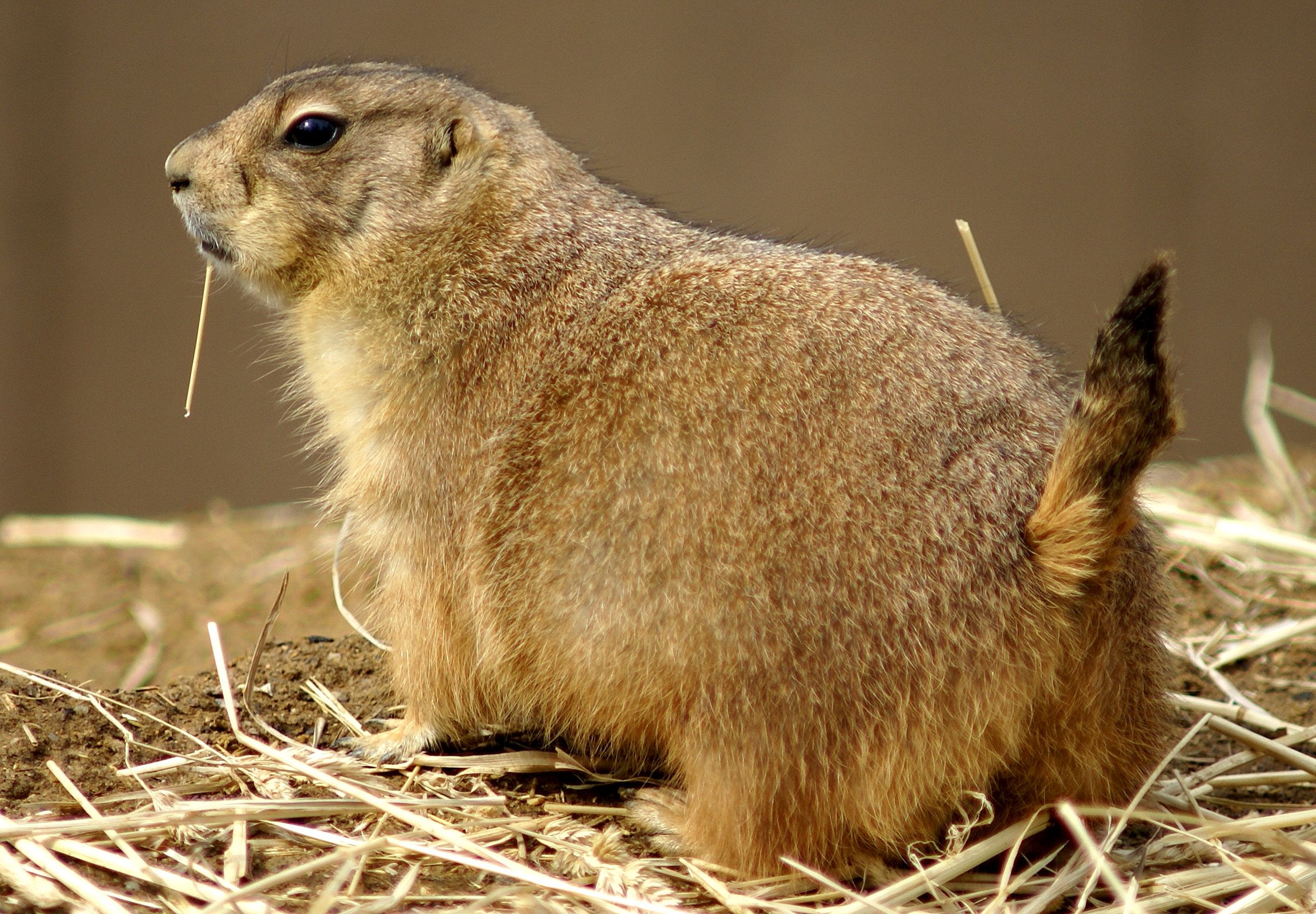 Prairie Dog Wallpapers