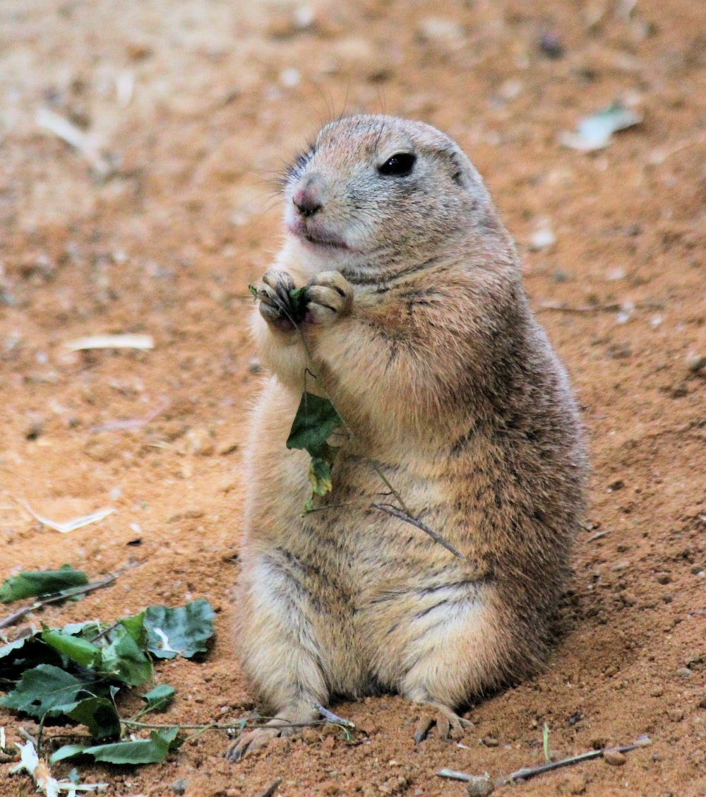 Prairie Dog Wallpapers