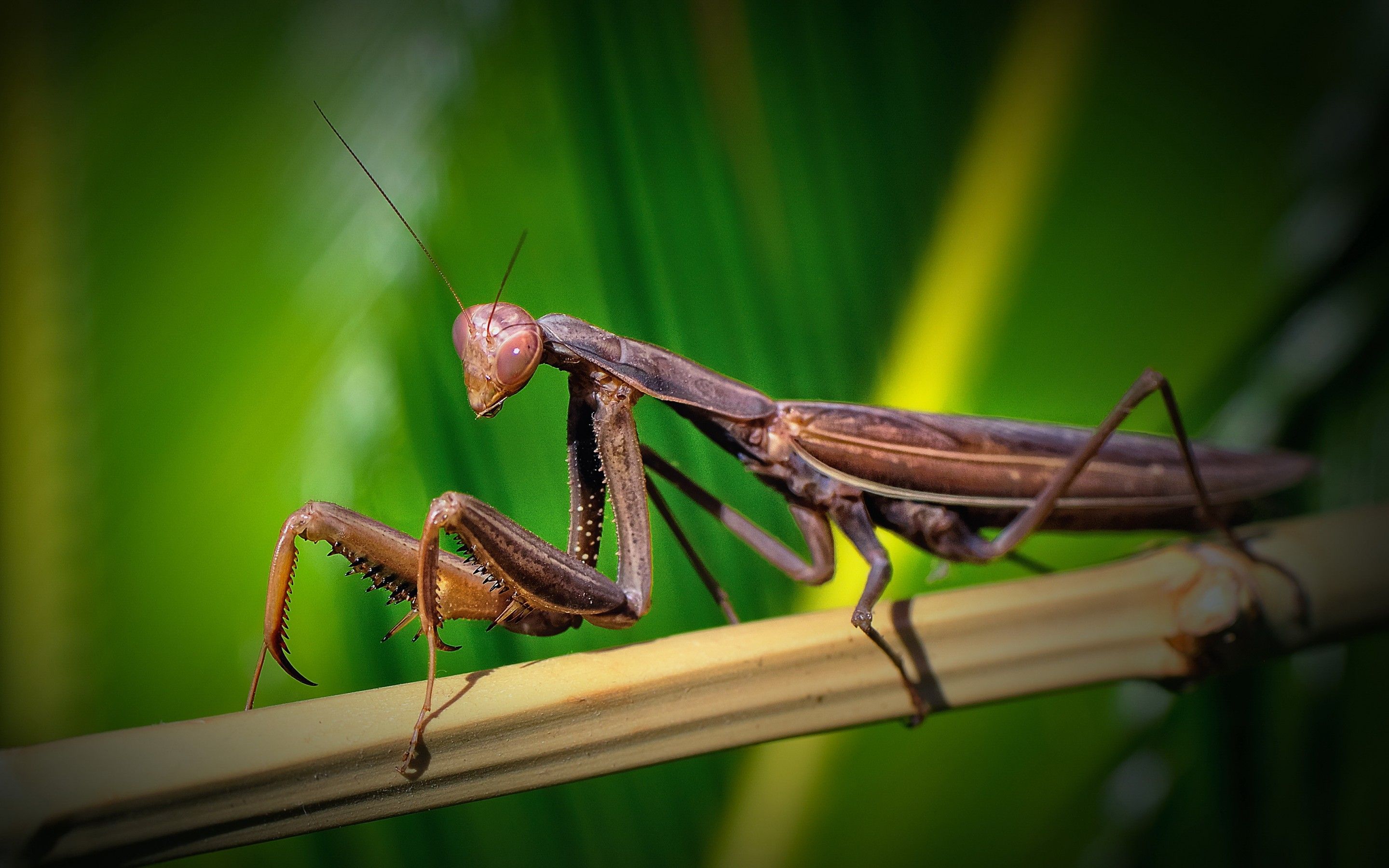 Praying Mantis Wallpapers