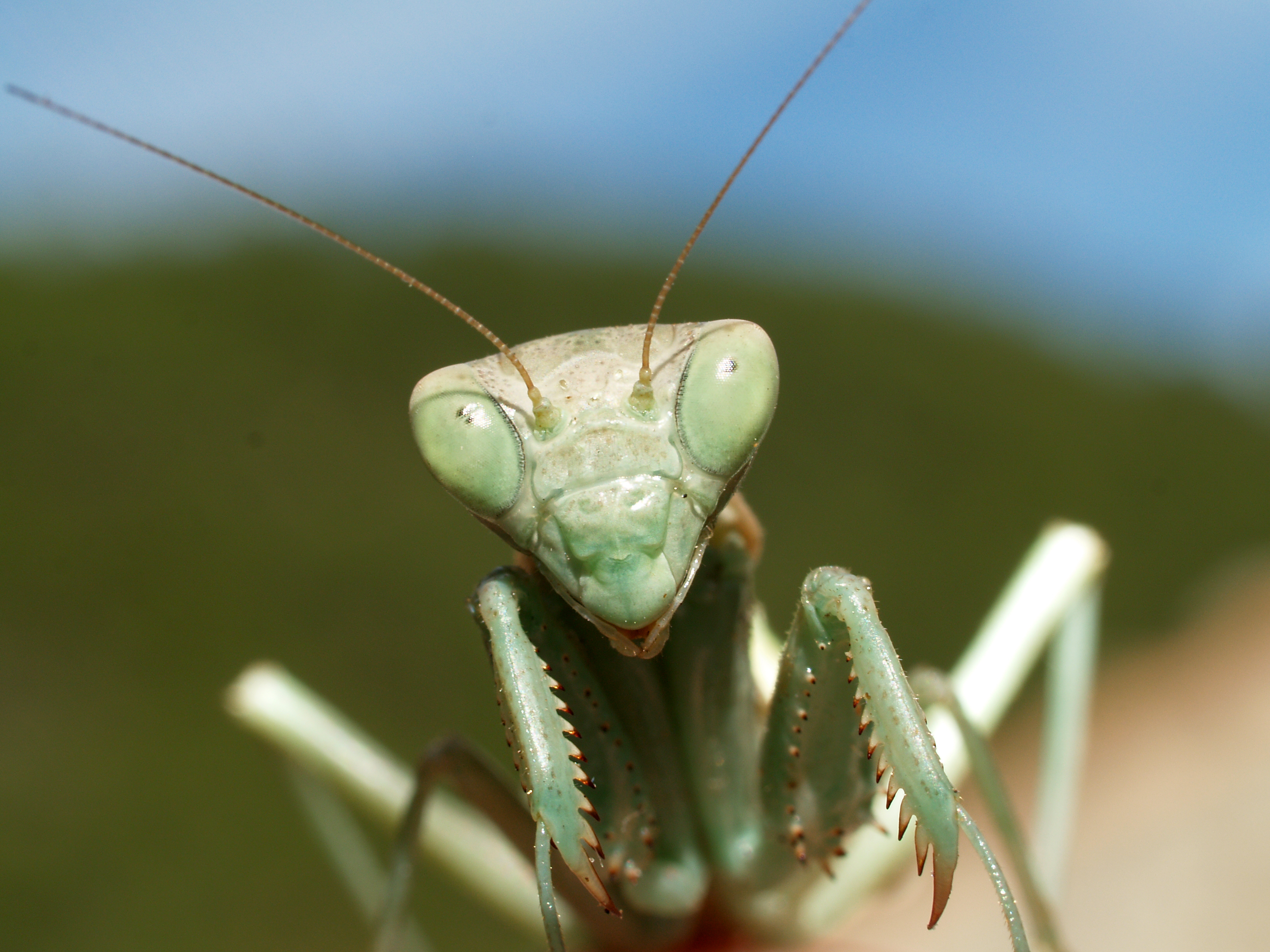 Praying Mantis Wallpapers