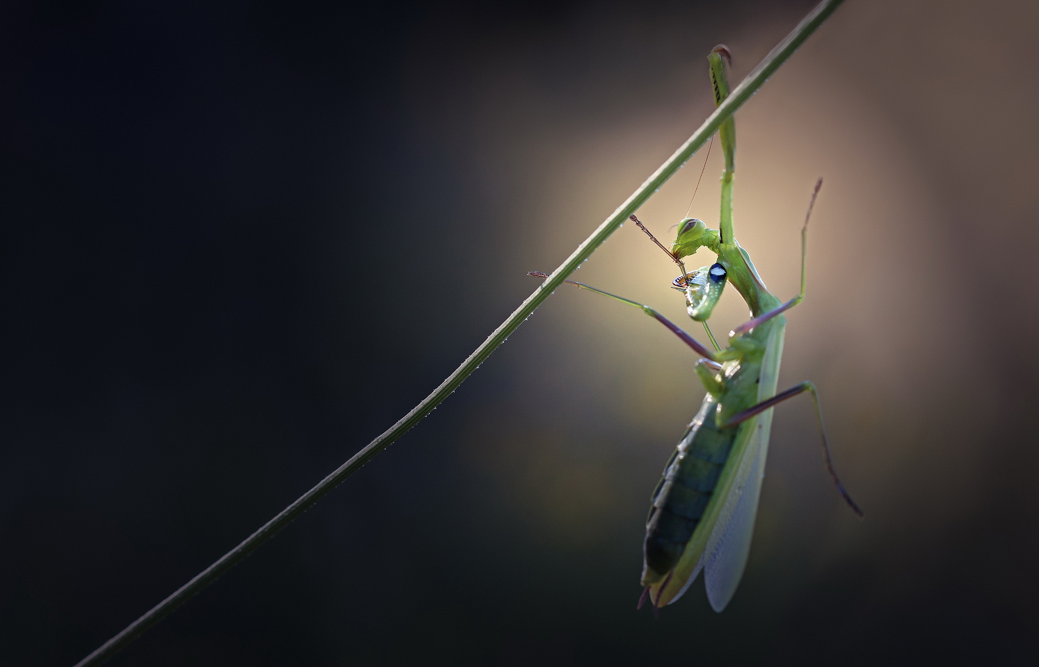 Praying Mantis Wallpapers