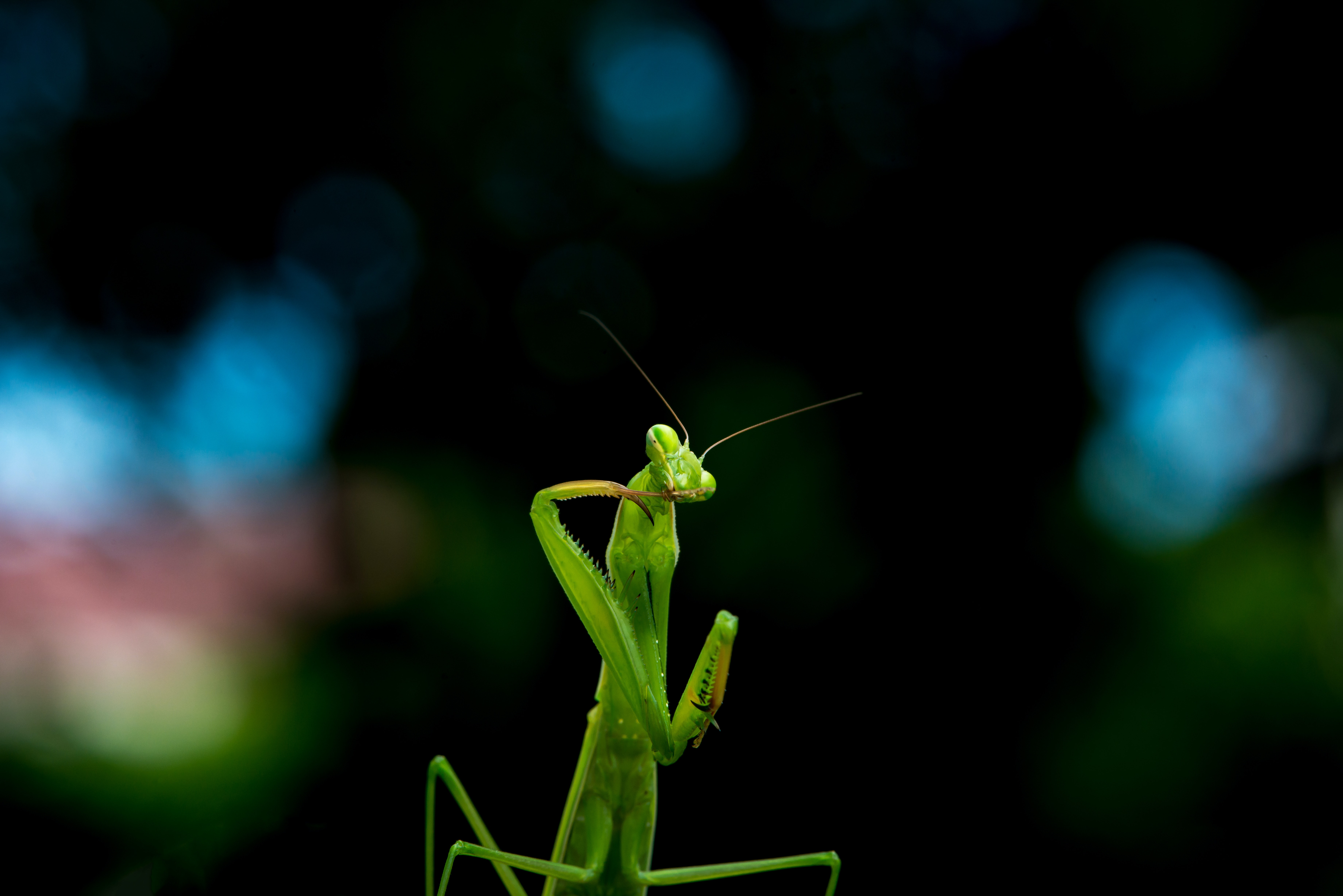 Praying Mantis Wallpapers