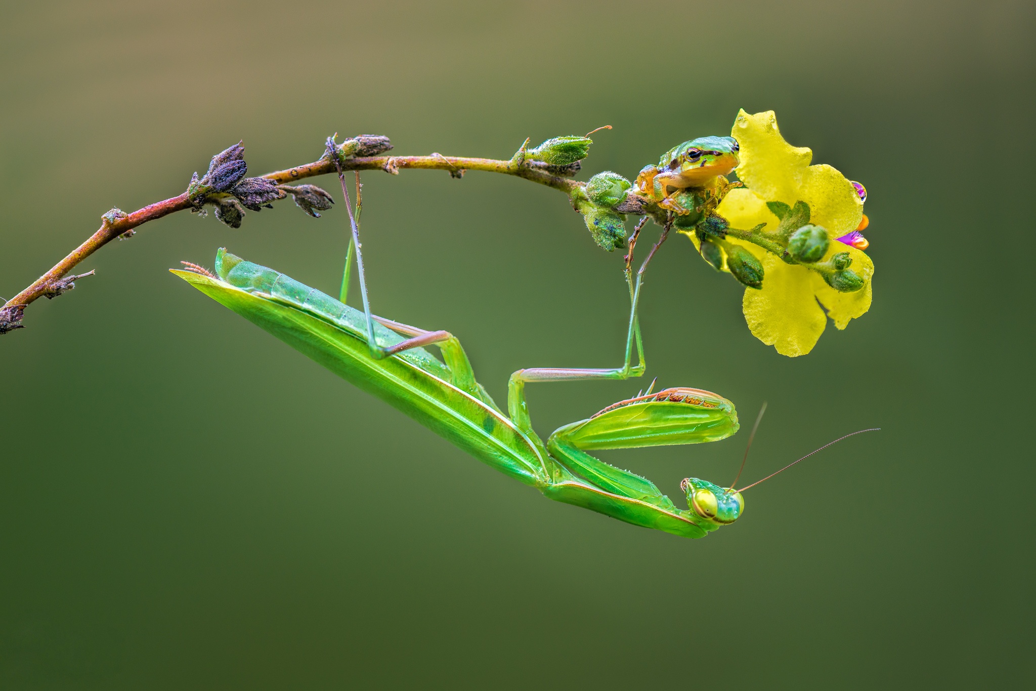 Praying Mantis Wallpapers