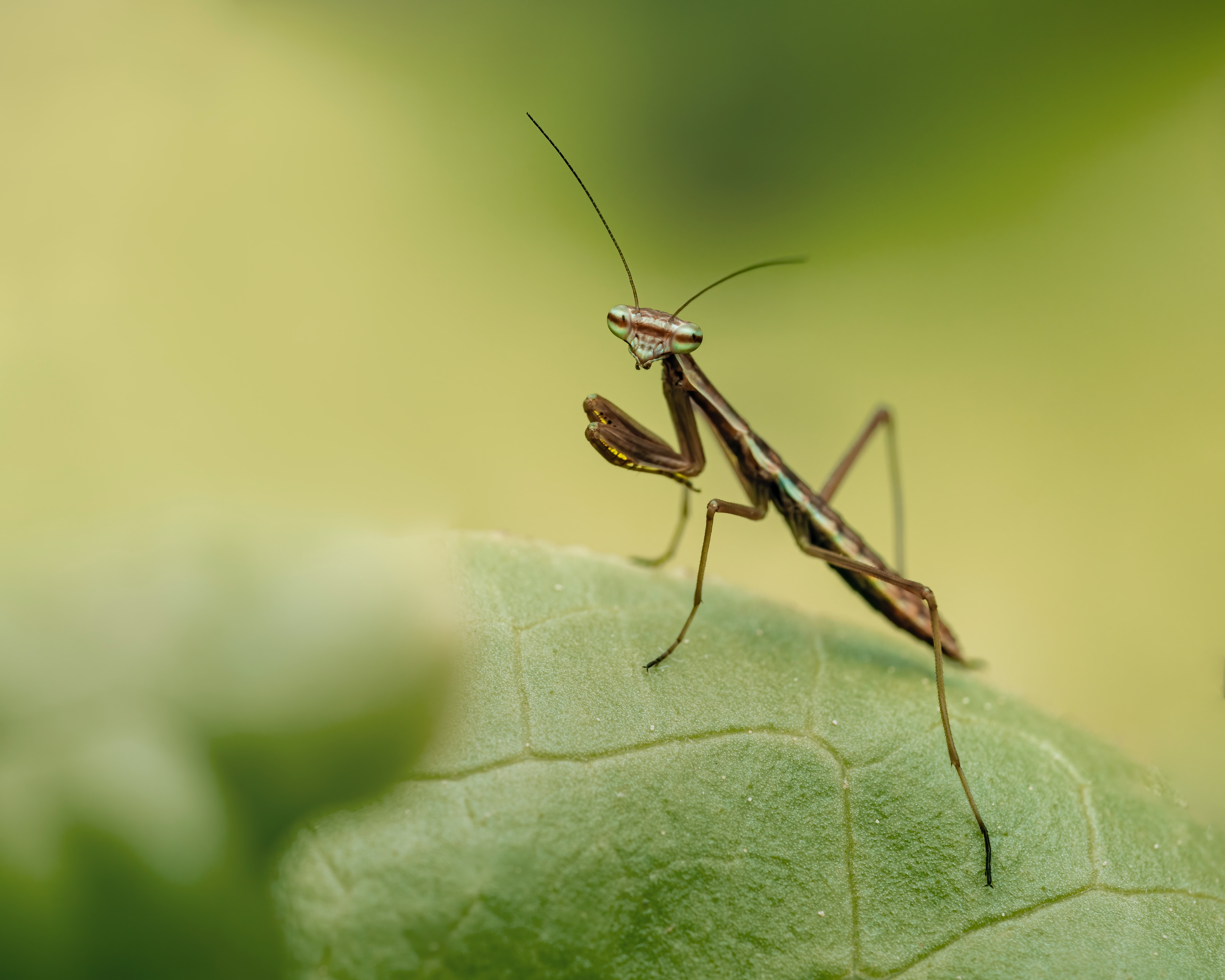 Praying Mantis Wallpapers