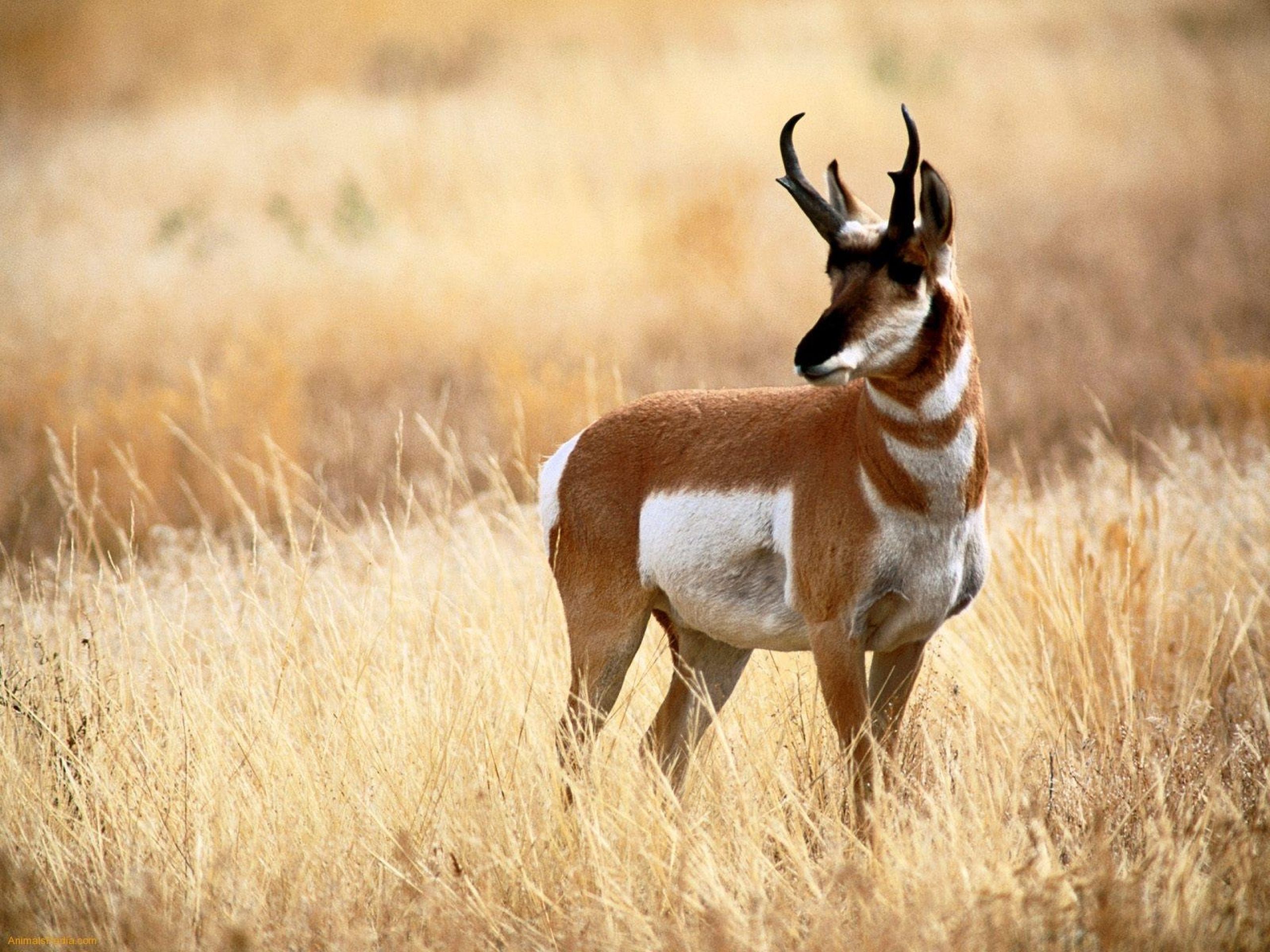 Pronghorn Wallpapers
