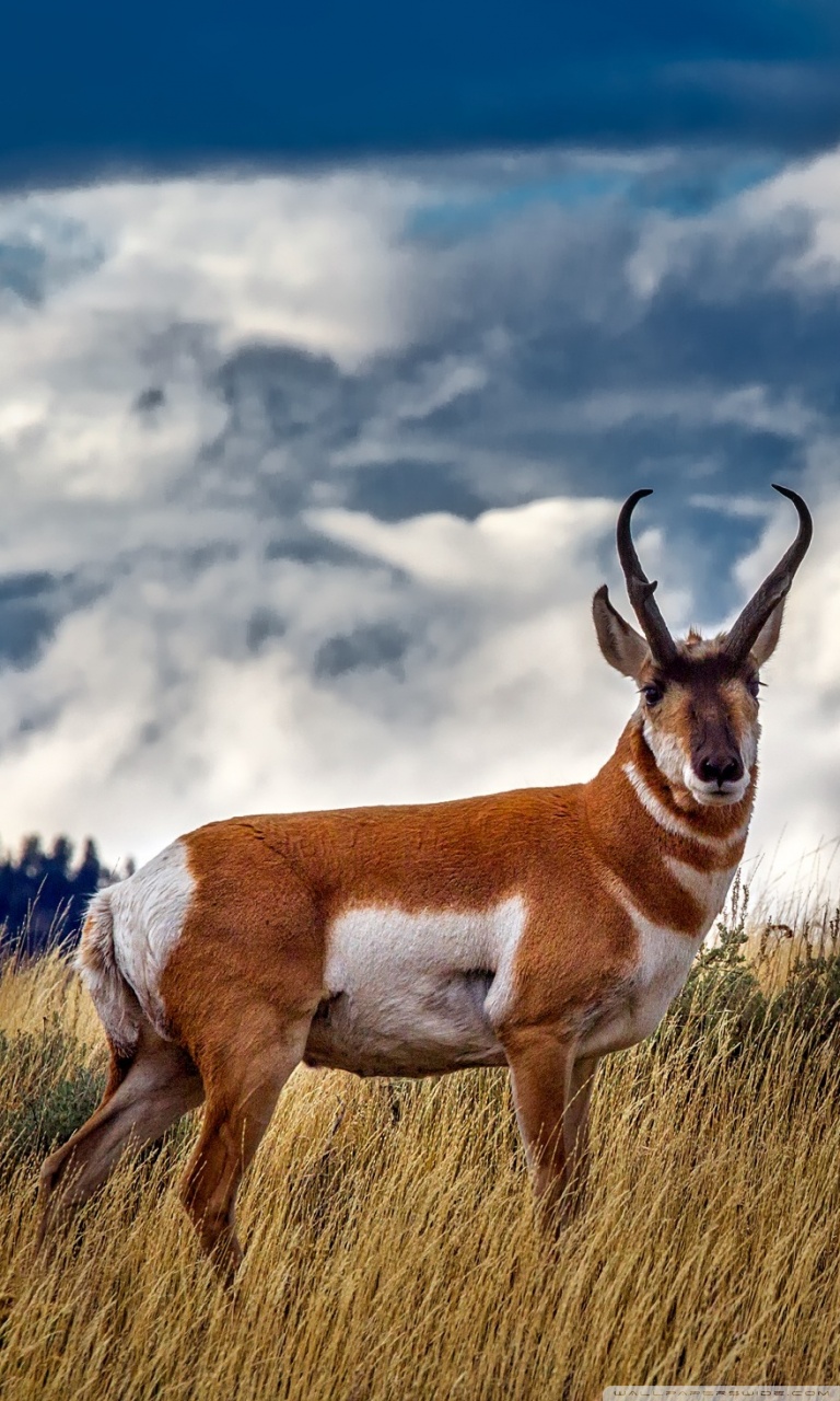 Pronghorn Wallpapers