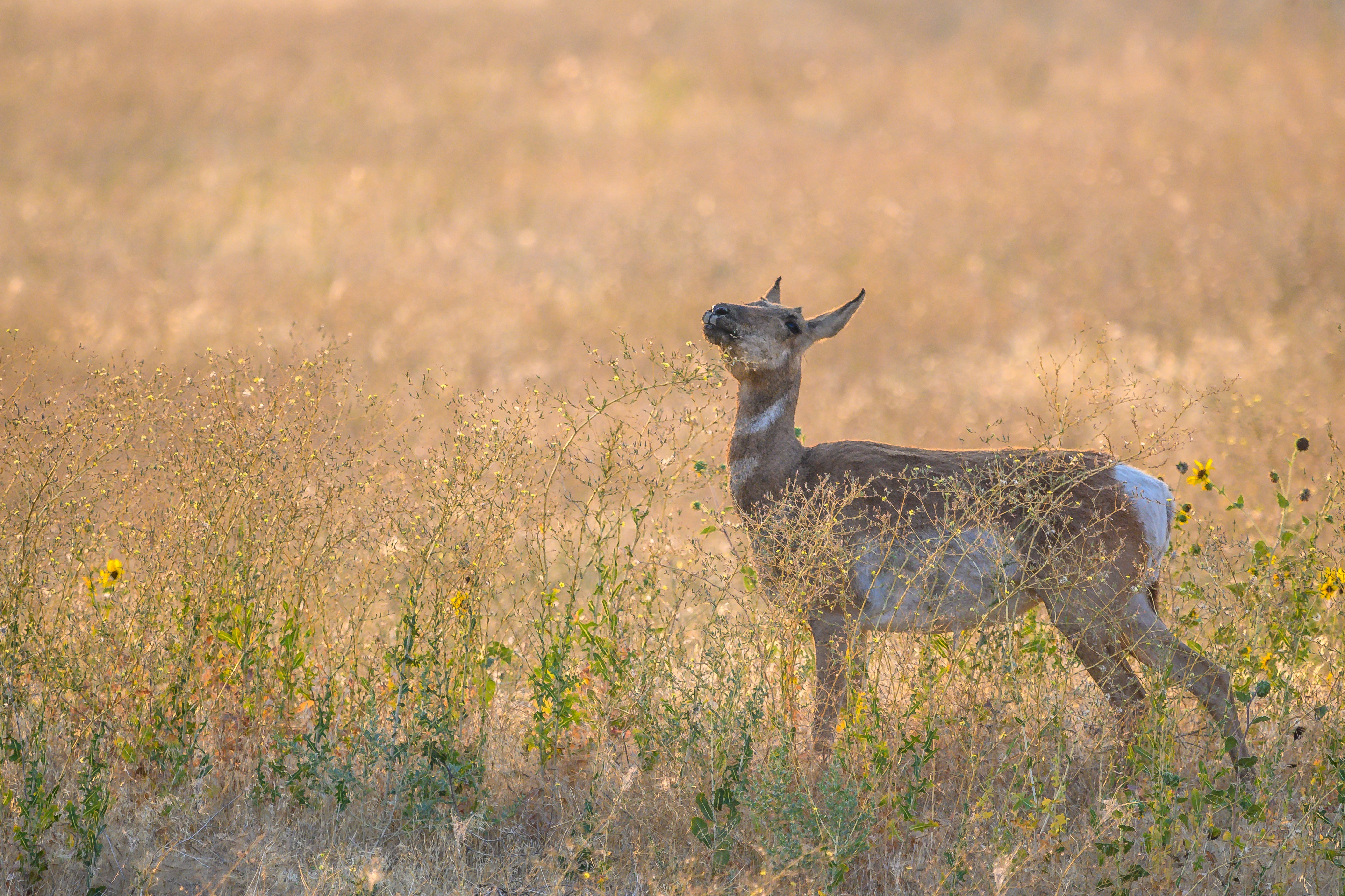 Pronghorn Wallpapers