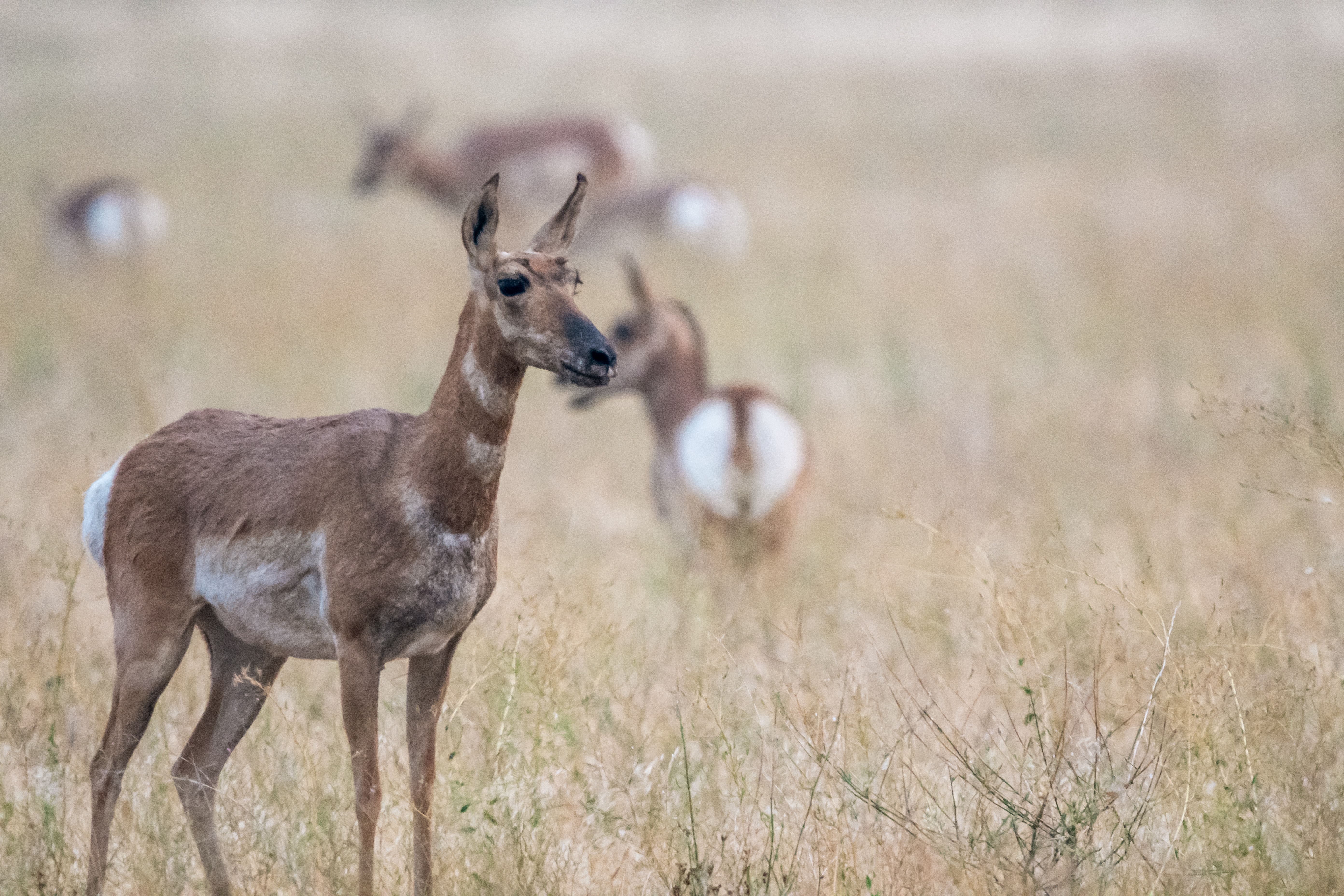 Pronghorn Wallpapers