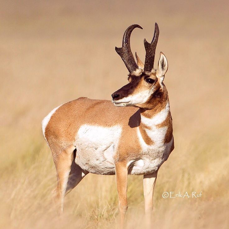 Pronghorn Wallpapers