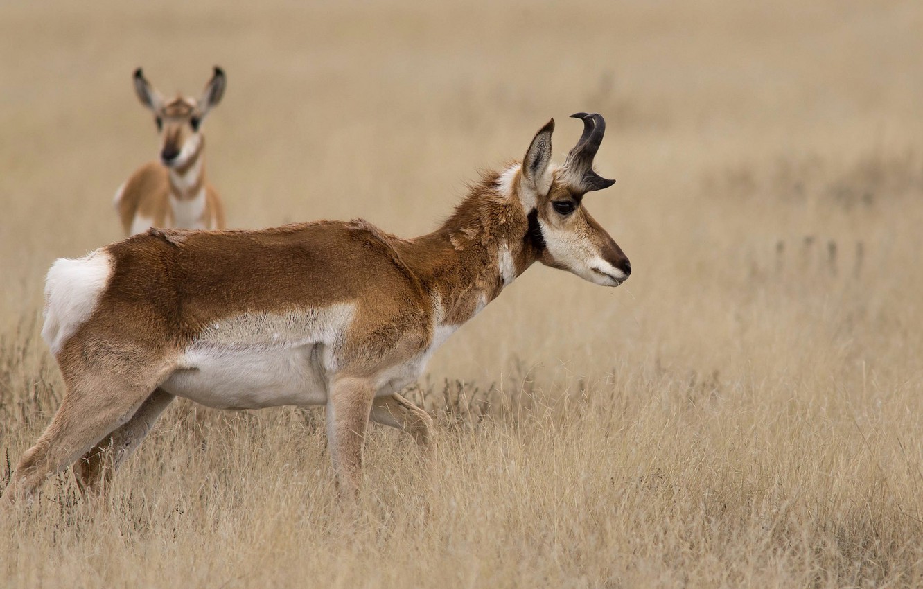 Pronghorn Wallpapers