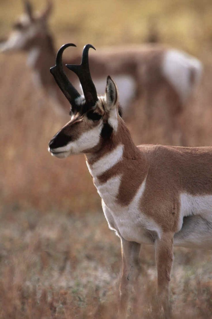 Pronghorn Wallpapers