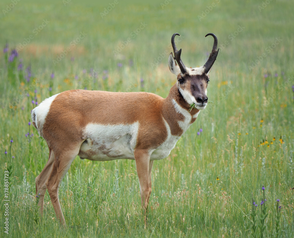 Pronghorn Wallpapers