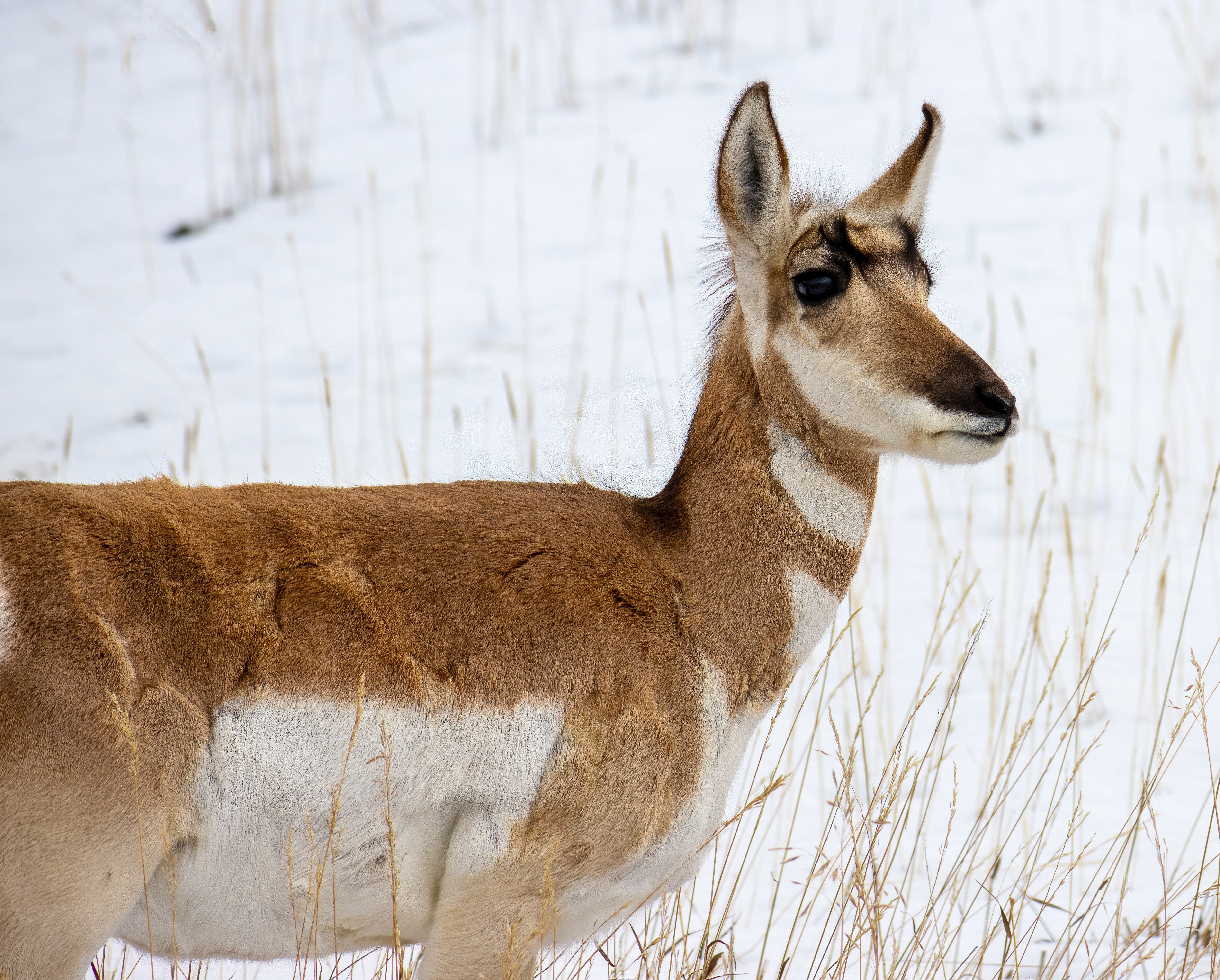 Pronghorn Wallpapers