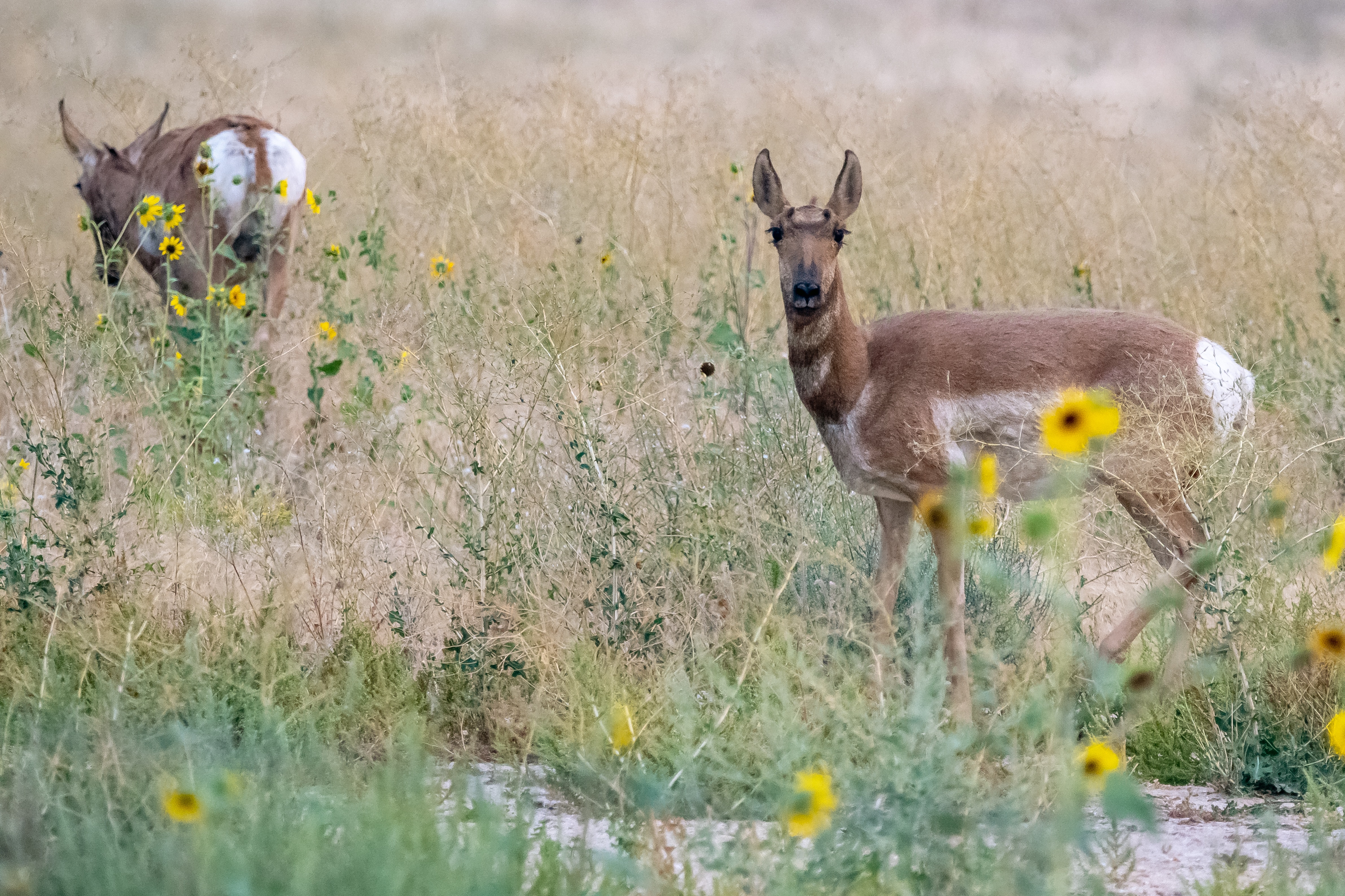 Pronghorn Wallpapers