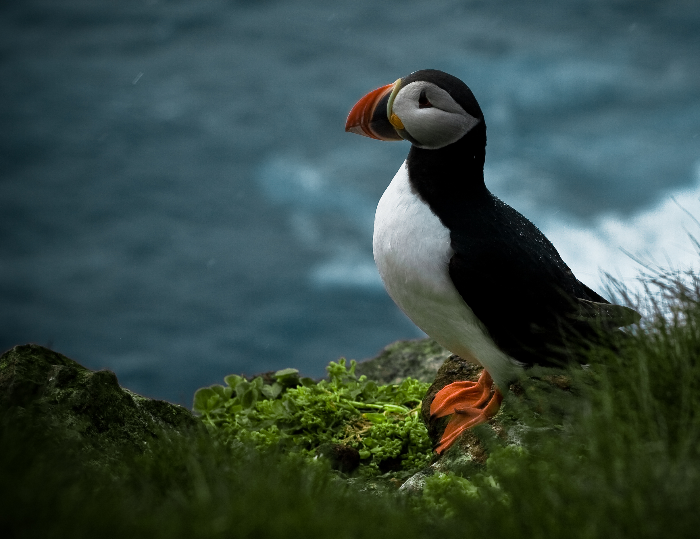 Puffin Wallpapers