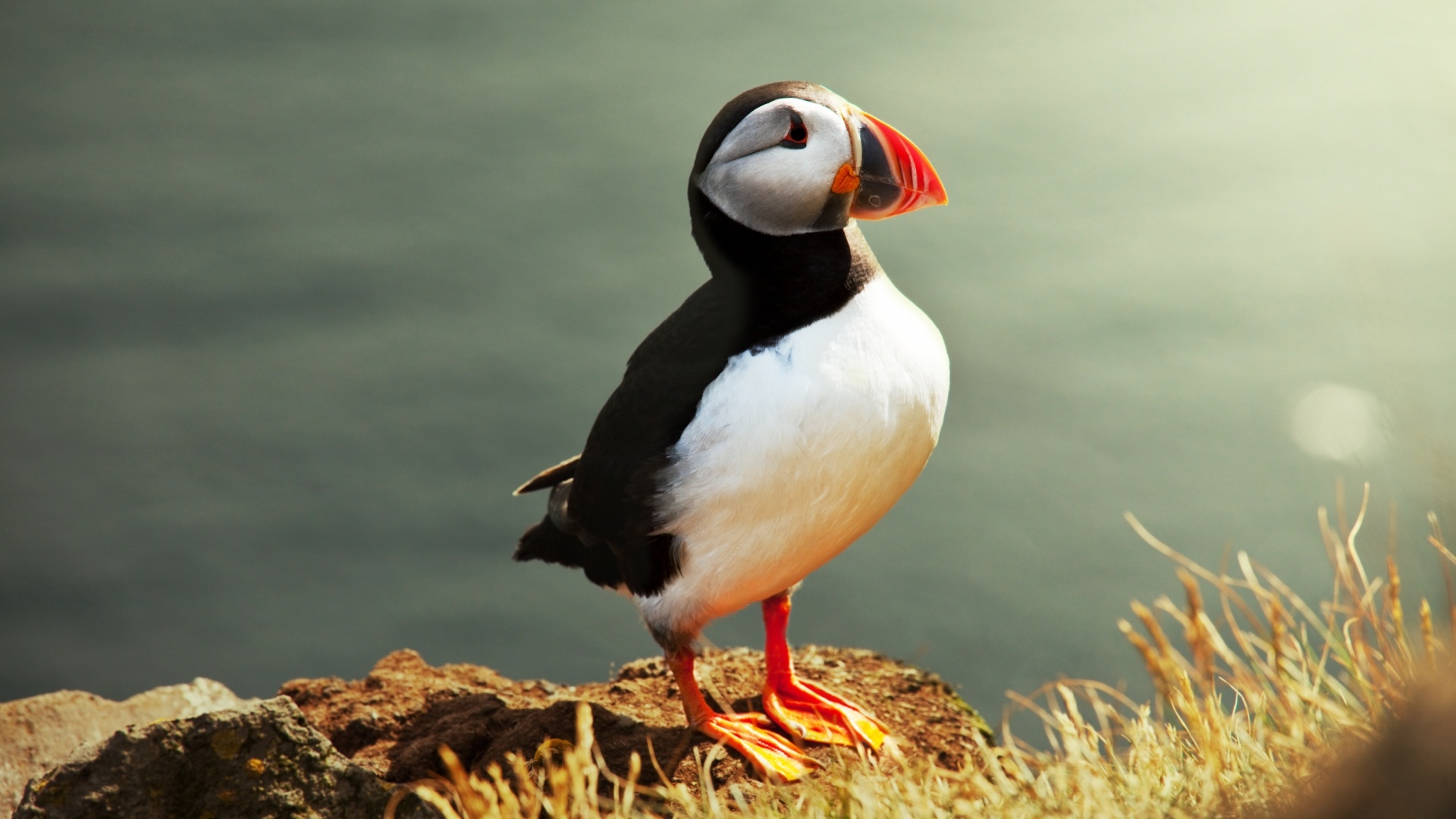 Puffin Wallpapers