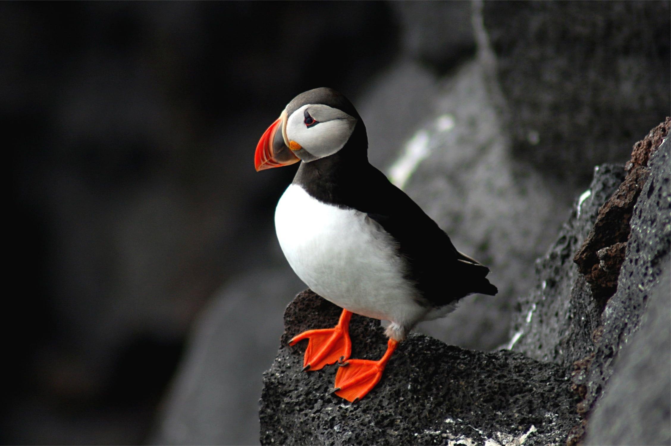 Puffin Wallpapers