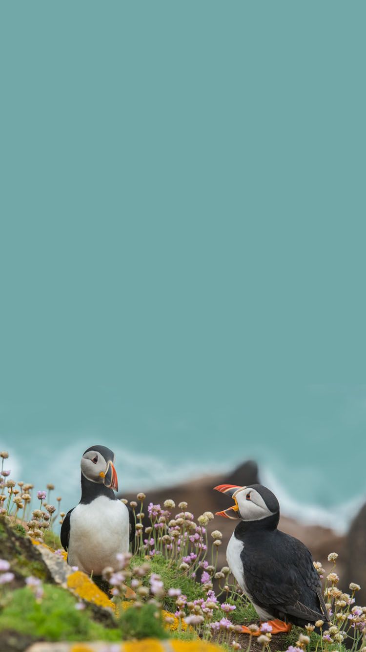 Puffin Wallpapers