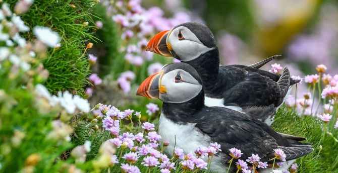 Puffin Wallpapers