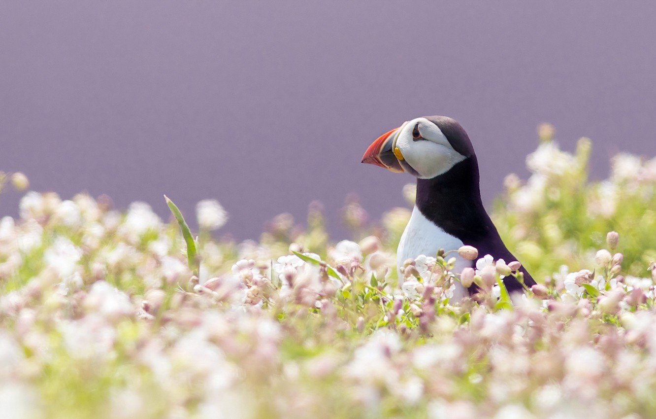 Puffin Wallpapers