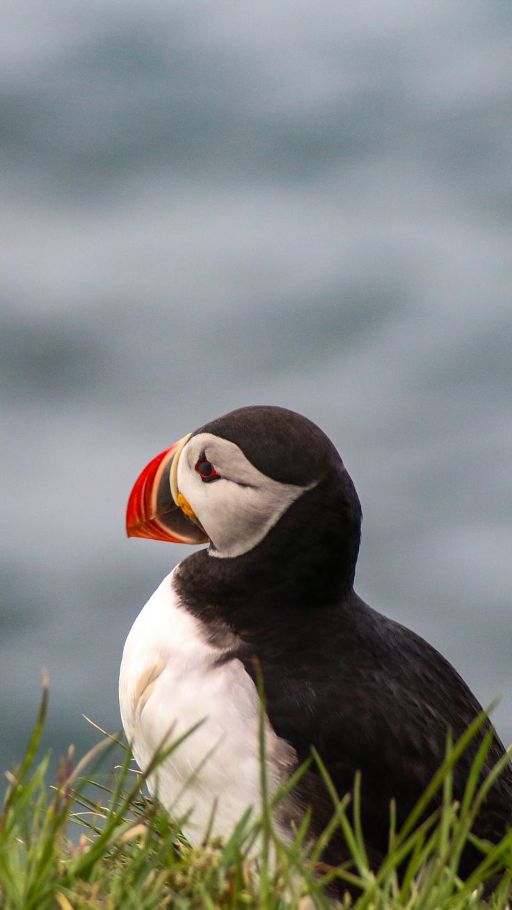 Puffin Wallpapers