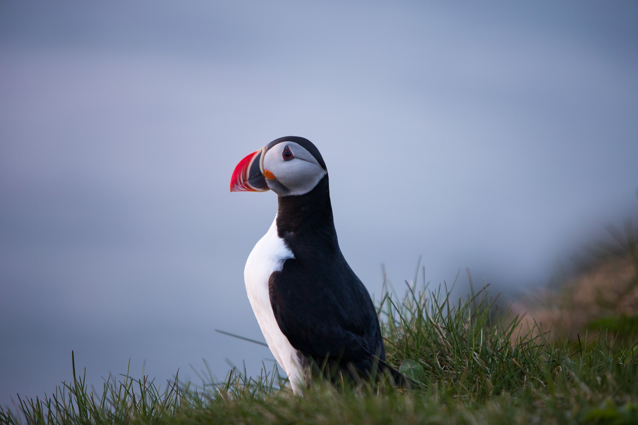 Puffin Wallpapers