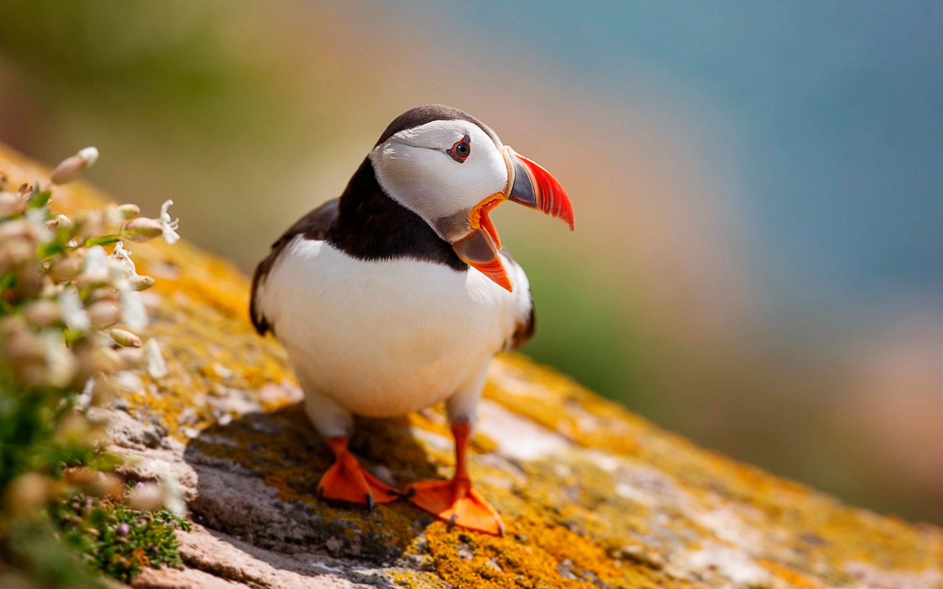 Puffin Wallpapers