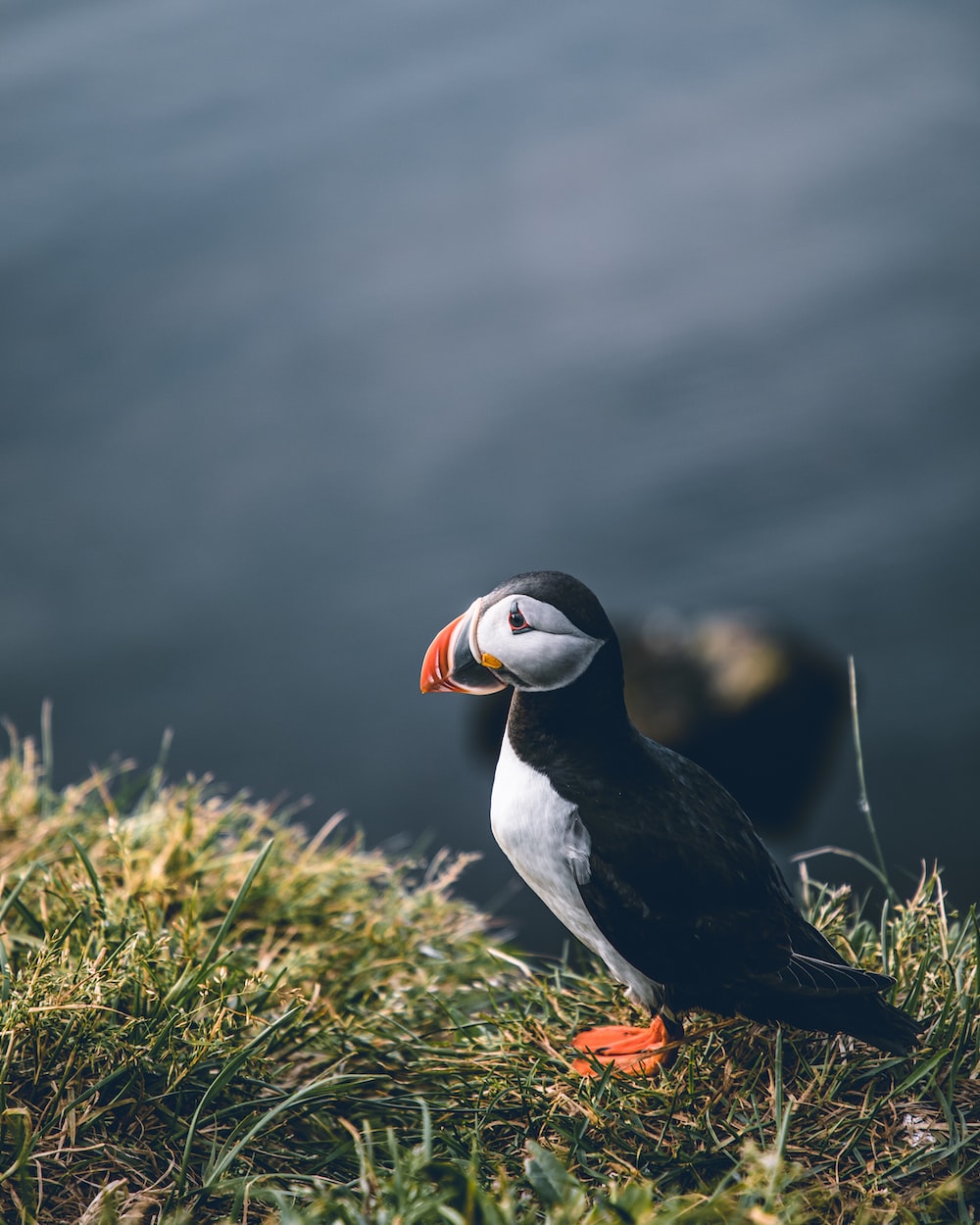 Puffin Wallpapers