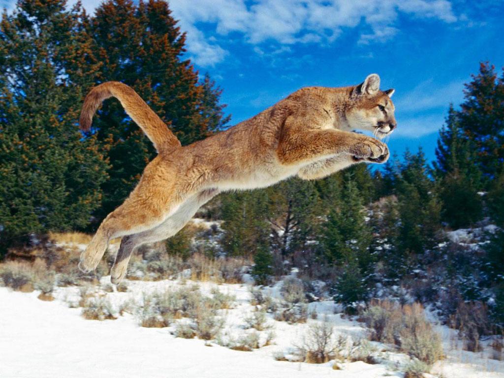 Puma Animal Wallpapers