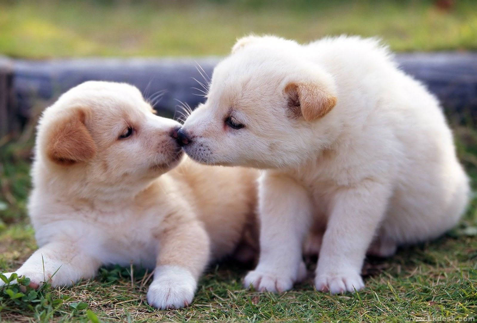 Puppies Wallpapers