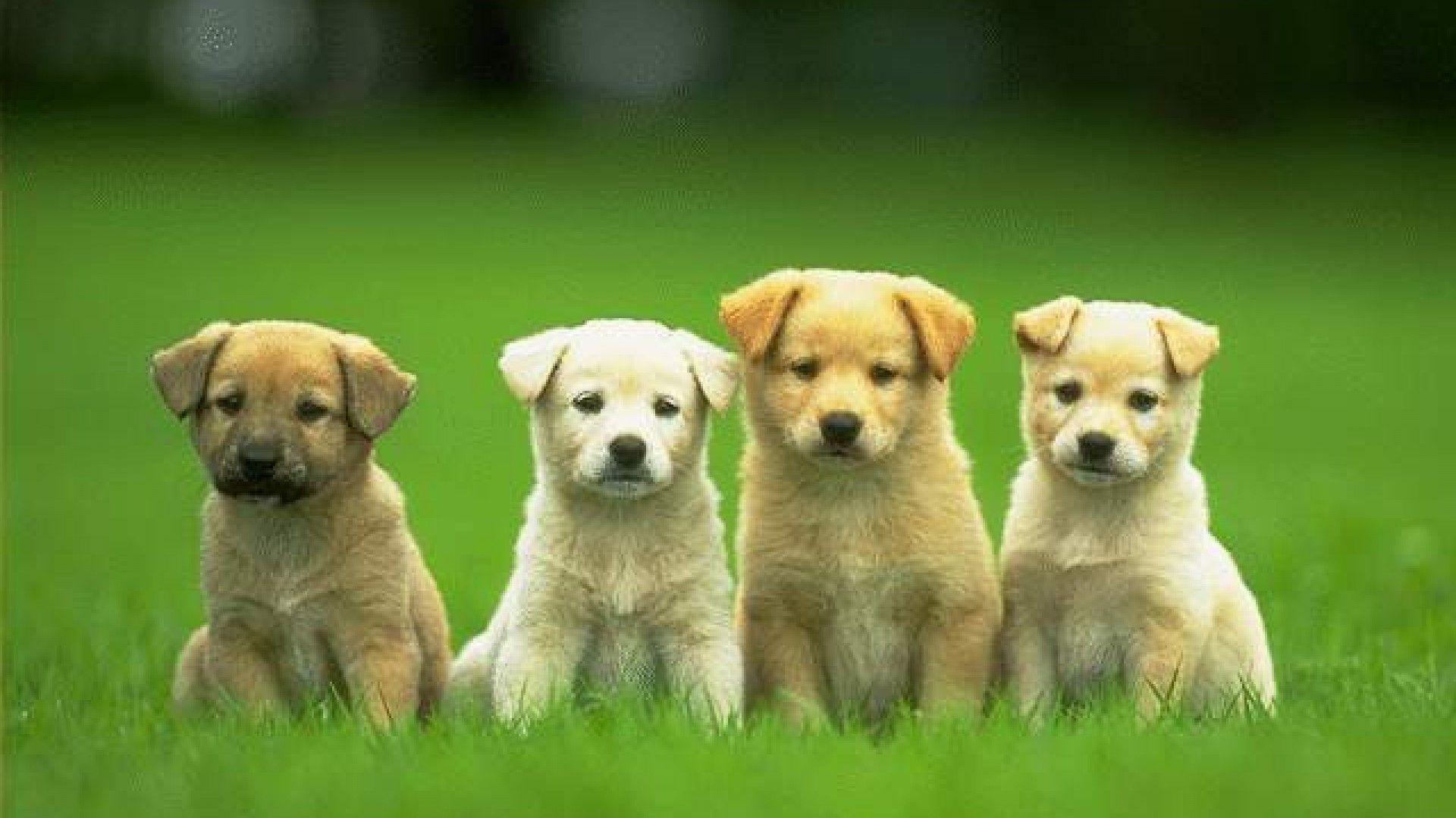 Puppies Wallpapers