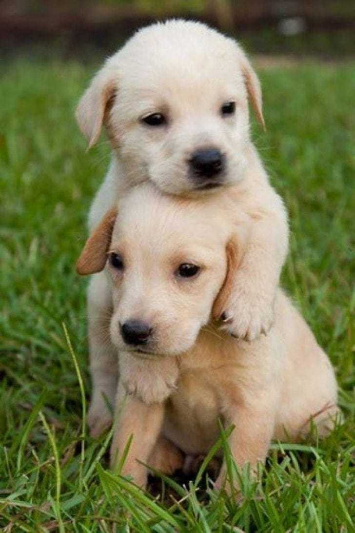 Puppies Wallpapers