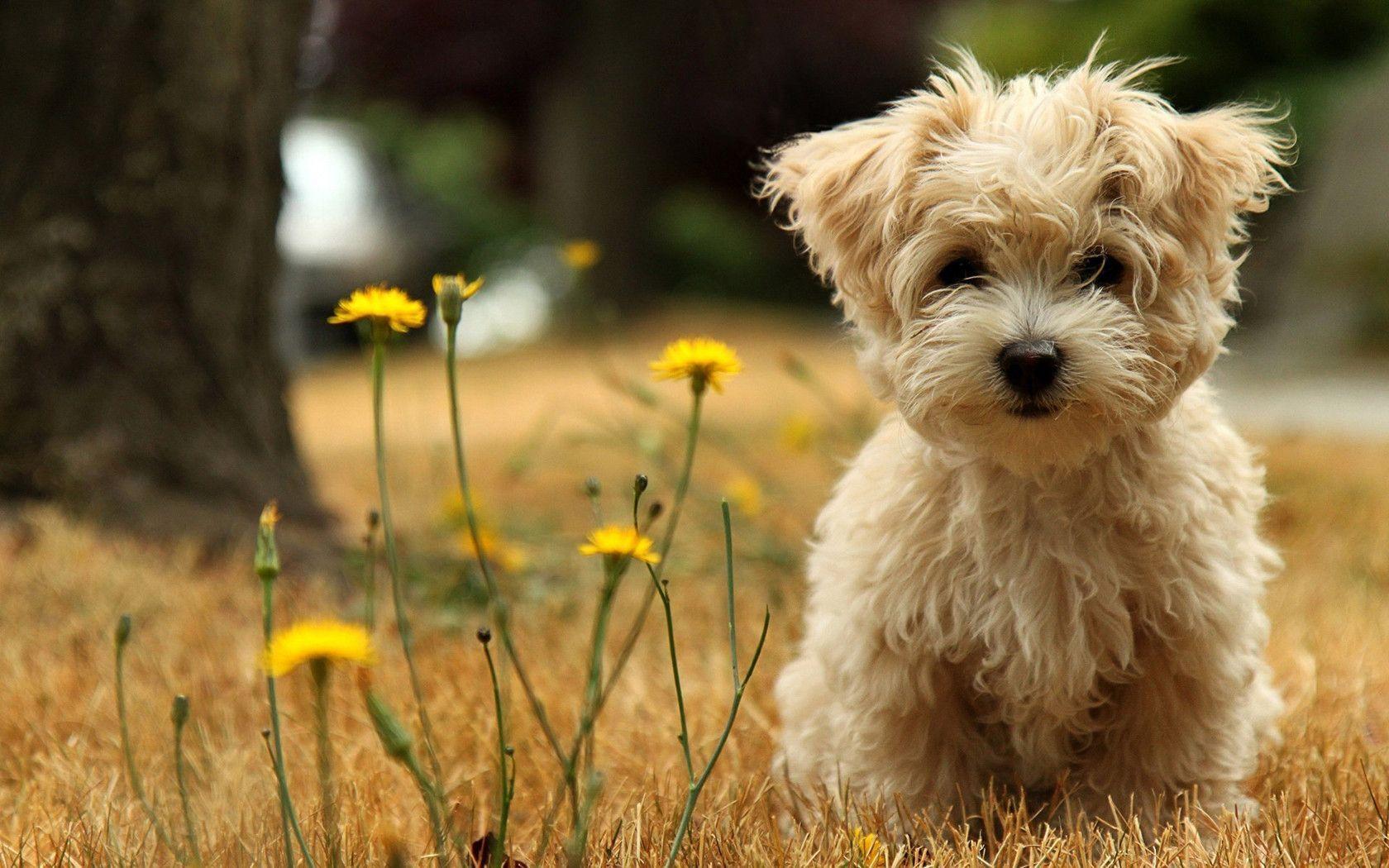 Puppies Wallpapers