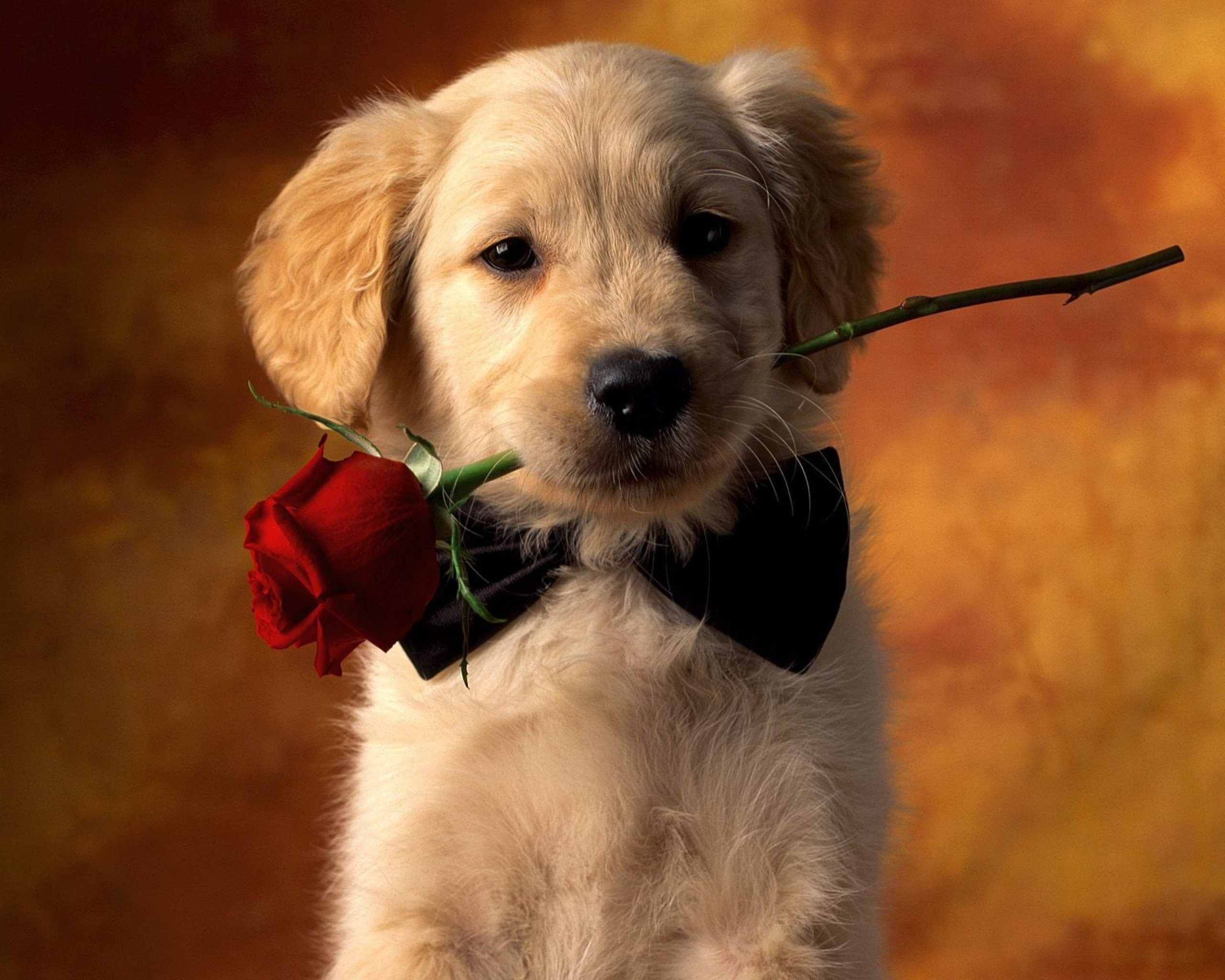 Puppies Wallpapers