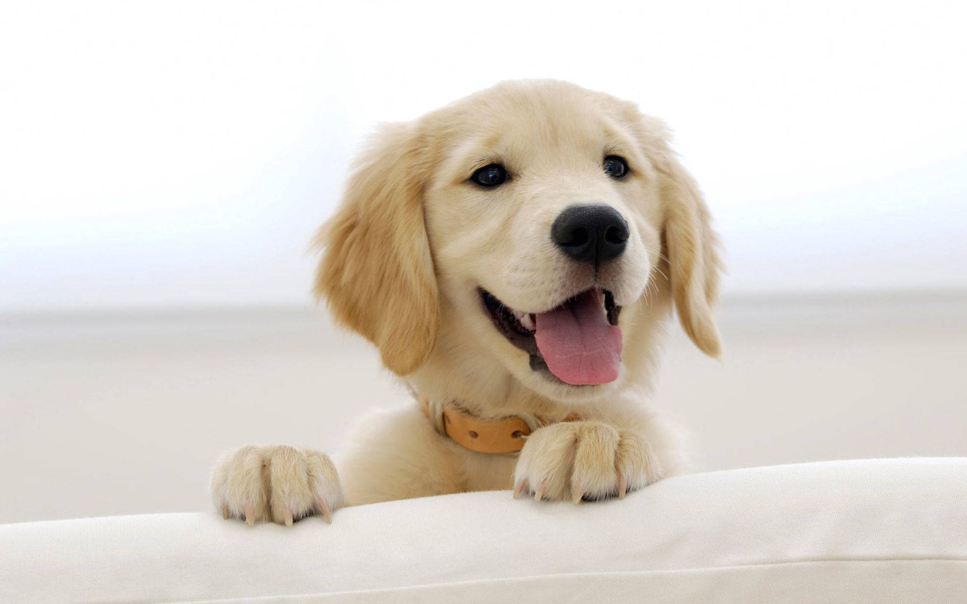 Puppies Wallpapers